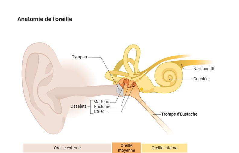 Trompe d'Eustache : rôle, dysfonctionnements et solutions | Fondation